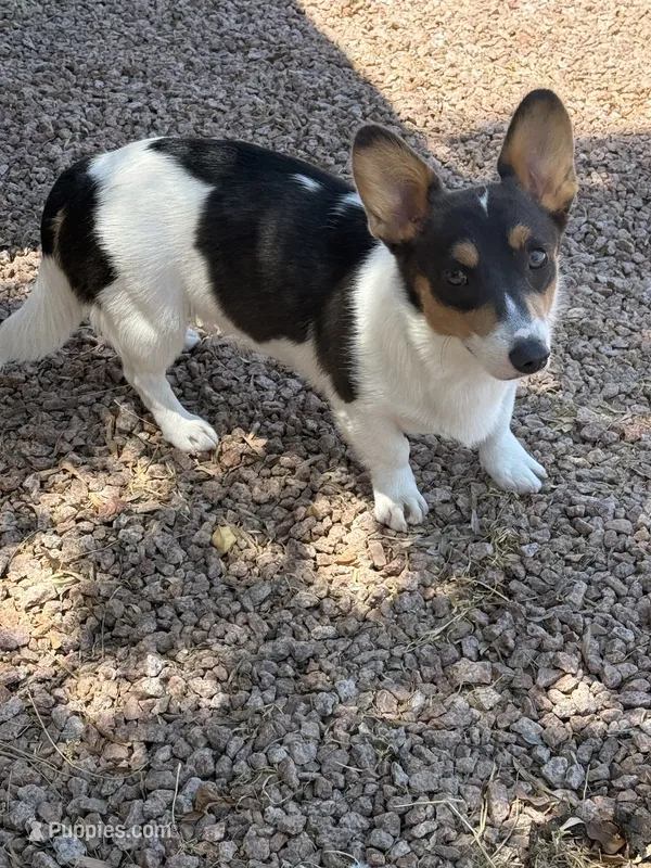 Sylvie – Pembroke Welsh Corgi puppy for sale in Albuquerque, NM