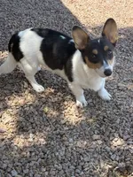 Sylvie, a female Pembroke Welsh Corgi for sale in Albuquerque, NM – 1 of 3