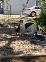Sylvie, a female Pembroke Welsh Corgi for sale in Albuquerque, NM – 3 of 3