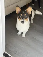 Sylvie, a female Pembroke Welsh Corgi for sale in Albuquerque, NM – 2 of 3