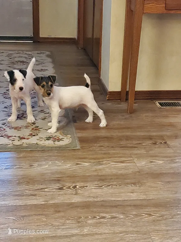 Peewee Kelly Green collar Male 2 – Jack Russell Terrier puppy for sale in Yellville, AR
