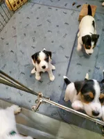 ON HOLD - Streaker, Teal collar Female 1, a female Jack Russell Terrier for sale in Yellville, AR – 5 of 9