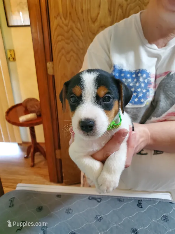 Rip Lime Green collar Male 4 – Jack Russell Terrier puppy for sale in Yellville, AR