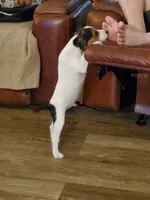 Rip Lime Green collar Male 4, a male Jack Russell Terrier for sale in Yellville, AR – 2 of 10