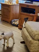 NITRO Kelly Green collar Male 2, a male Jack Russell Terrier for sale in Yellville, AR – 3 of 9