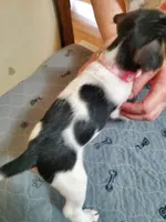 ON HOLD - Puzzle, light Pink collar Female 2, a female Jack Russell Terrier for sale in Yellville, AR – 4 of 4