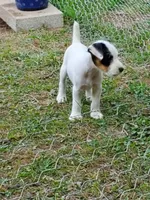 Forrest, Yellow collar, Male 1, a male Jack Russell Terrier for sale in Yellville, AR – 8 of 10