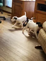Forrest, Yellow collar, Male 1, a male Jack Russell Terrier for sale in Yellville, AR – 9 of 10