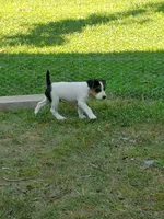 Rip Lime Green collar Male 4, a male Jack Russell Terrier for sale in Yellville, AR – 9 of 10