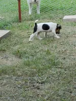 NITRO Kelly Green collar Male 2, a male Jack Russell Terrier for sale in Yellville, AR – 7 of 9