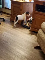 Rip Lime Green collar Male 4, a male Jack Russell Terrier for sale in Yellville, AR – 8 of 10