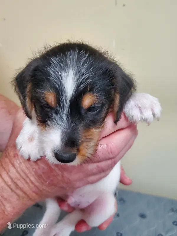 Cashew royal blue collar Male 3 – Jack Russell Terrier puppy for sale in Yellville, AR