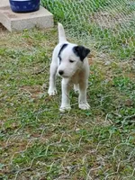 Forrest, Yellow collar, Male 1, a male Jack Russell Terrier for sale in Yellville, AR – 6 of 10