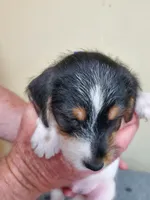 Cashew royal blue collar Male 3, a male Jack Russell Terrier for sale in Yellville, AR – 2 of 4