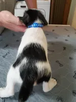 Cashew royal blue collar Male 3, a male Jack Russell Terrier for sale in Yellville, AR – 4 of 4