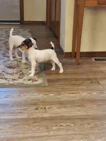 NITRO Kelly Green collar Male 2, a male Jack Russell Terrier for sale in Yellville, AR – 2 of 9