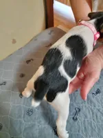 ON HOLD - Puzzle, light Pink collar Female 2, a female Jack Russell Terrier for sale in Yellville, AR – 3 of 4