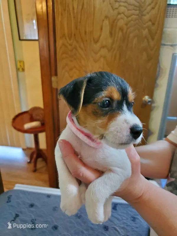 ON HOLD - Puzzle, light Pink collar Female 2 – Jack Russell Terrier puppy on hold in Yellville, AR