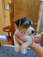 ON HOLD - Puzzle, light Pink collar Female 2, a female Jack Russell Terrier for sale in Yellville, AR – 1 of 4
