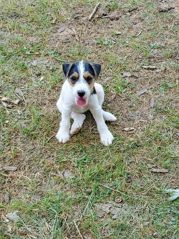 Praline, watermelon collar, Female 3 – Jack Russell Terrier puppy for sale in Yellville, AR