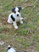 ON HOLD - Streaker, Teal collar Female 1, a female Jack Russell Terrier for sale in Yellville, AR – 4 of 9