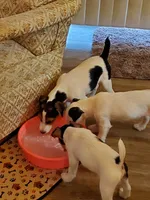 NITRO Kelly Green collar Male 2, a male Jack Russell Terrier for sale in Yellville, AR – 9 of 9