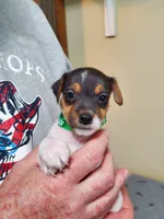 Peewee Kelly Green collar Male 2, a male Jack Russell Terrier for sale in Yellville, AR – 2 of 4
