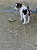 Rip Lime Green collar Male 4, a male Jack Russell Terrier for sale in Yellville, AR – 5 of 10