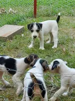 ON HOLD - Streaker, Teal collar Female 1, a female Jack Russell Terrier for sale in Yellville, AR – 9 of 9