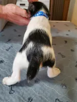 Cashew royal blue collar Male 3, a male Jack Russell Terrier for sale in Yellville, AR – 3 of 4