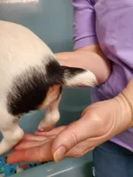 Praline, watermelon collar, Female 3, a female Jack Russell Terrier for sale in Yellville, AR – 4 of 5