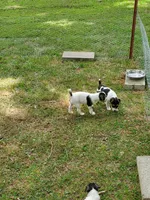 ON HOLD - Streaker, Teal collar Female 1, a female Jack Russell Terrier for sale in Yellville, AR – 6 of 9