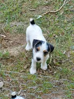 ON HOLD - Streaker, Teal collar Female 1, a female Jack Russell Terrier for sale in Yellville, AR – 2 of 9