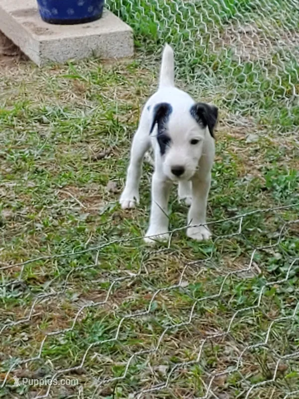 Pigwidgeon, Yellow collar, Male 1 – Jack Russell Terrier puppy for sale in Yellville, AR
