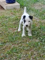 Forrest, Yellow collar, Male 1, a male Jack Russell Terrier for sale in Yellville, AR – 3 of 10