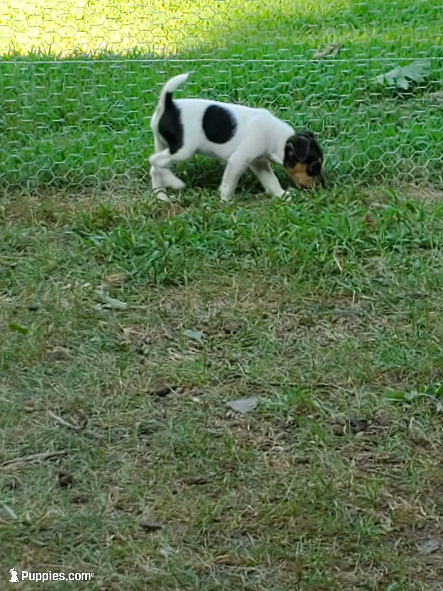 NITRO Kelly Green collar Male 2, a male Jack Russell Terrier for sale in Yellville, AR – 8 of 9