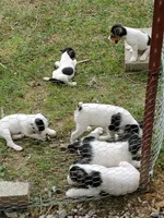Pigwidgeon, Yellow collar, Male 1, a male Jack Russell Terrier for sale in Yellville, AR – 6 of 6