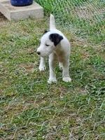 Forrest, Yellow collar, Male 1, a male Jack Russell Terrier for sale in Yellville, AR – 7 of 10