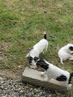 Pigwidgeon, Yellow collar, Male 1, a male Jack Russell Terrier for sale in Yellville, AR – 5 of 6