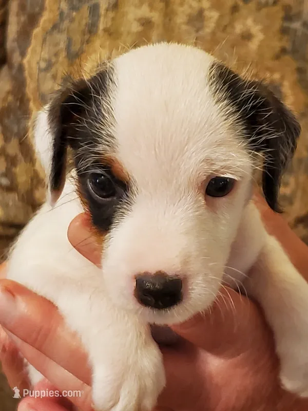 Pigpen, Yellow collar, Male 1 – Jack Russell Terrier puppy for sale in Yellville, AR