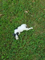ON HOLD - Streaker, Teal collar Female 1, a female Jack Russell Terrier for sale in Yellville, AR – 7 of 9