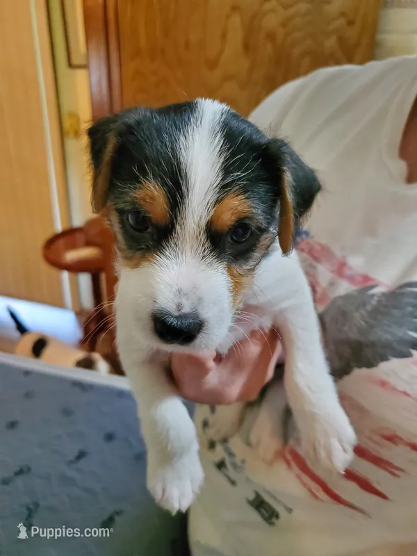 Praline, watermelon collar, Female 3 – Jack Russell Terrier puppy for sale in Yellville, AR
