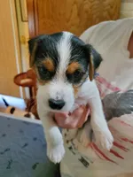 Praline, watermelon collar, Female 3, a female Jack Russell Terrier for sale in Yellville, AR – 1 of 5
