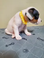Pigpen, Yellow collar, Male 1, a male Jack Russell Terrier for sale in Yellville, AR – 3 of 3