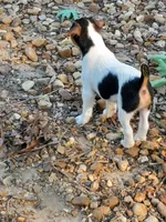 Rip Lime Green collar Male 4, a male Jack Russell Terrier for sale in Yellville, AR – 7 of 10
