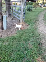 Forrest, Yellow collar, Male 1, a male Jack Russell Terrier for sale in Yellville, AR – 10 of 10