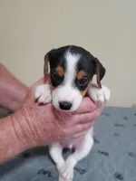 Rip Lime Green collar Male 4, a male Jack Russell Terrier for sale in Yellville, AR – 2 of 4