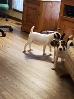 Rip Lime Green collar Male 4, a male Jack Russell Terrier for sale in Yellville, AR – 3 of 10