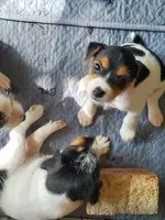 ON HOLD - Puzzle, light Pink collar Female 2, a female Jack Russell Terrier for sale in Yellville, AR – 2 of 4