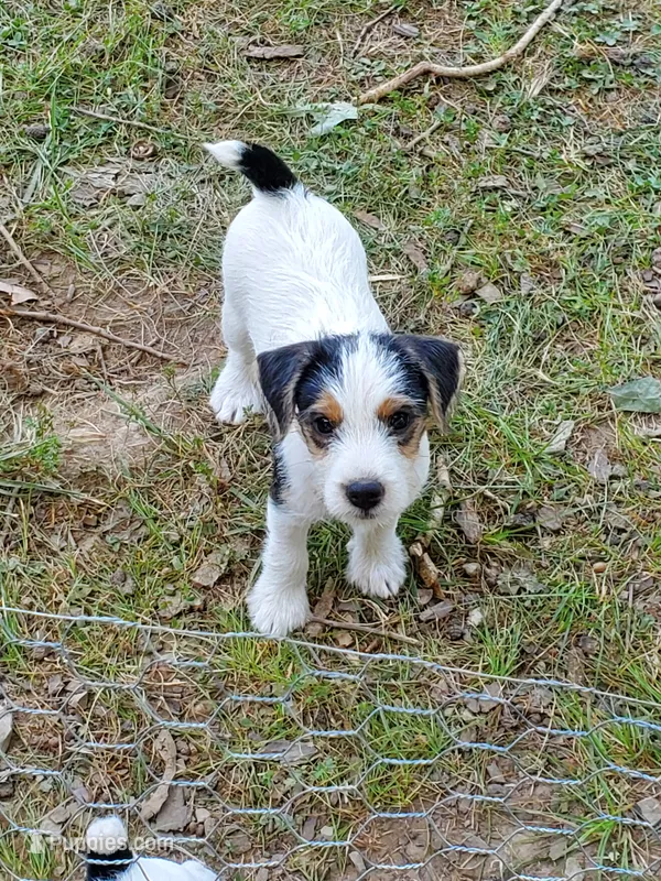 ON HOLD - Streaker, Teal collar Female 1 – Jack Russell Terrier puppy on hold in Yellville, AR